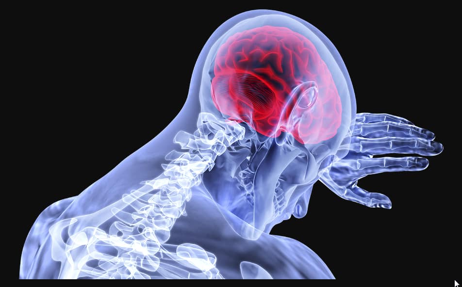 brain